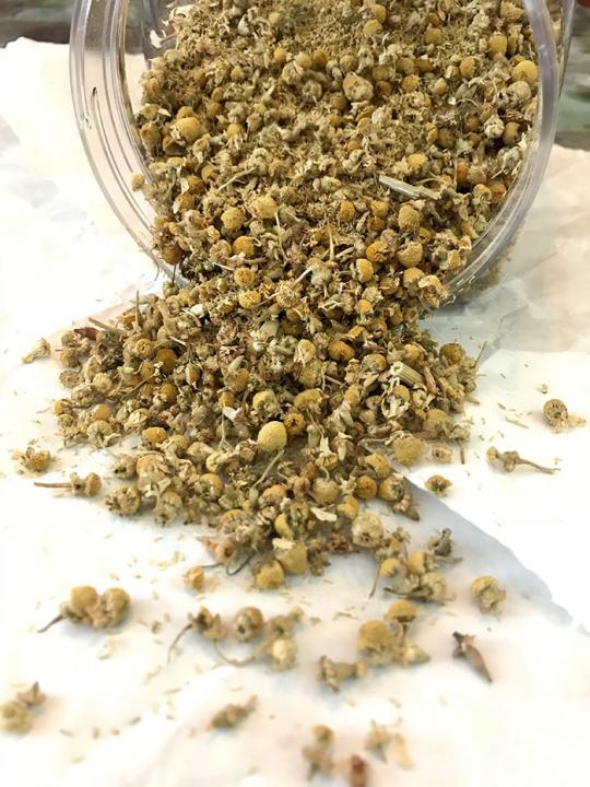 Chamomile, German