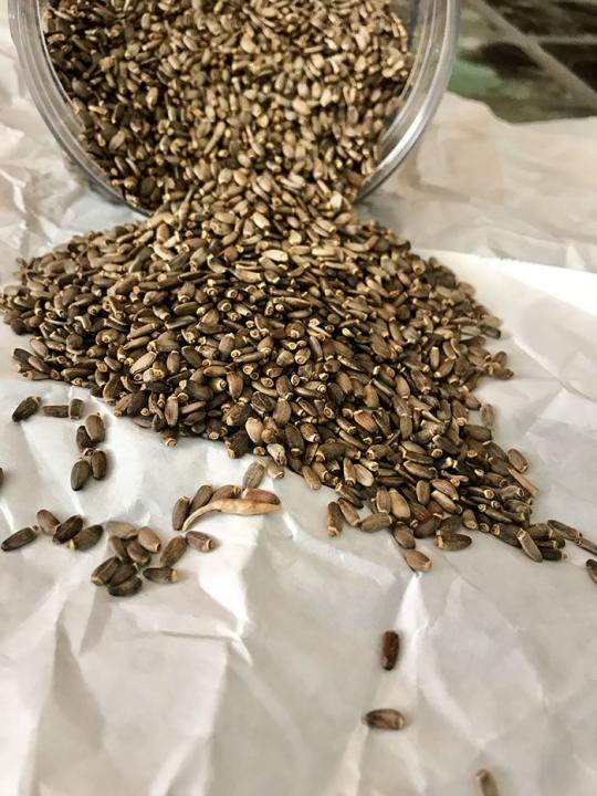 Milk Thistle Seed