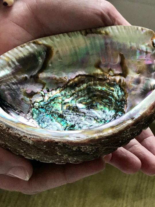 Abalone Shell without stand